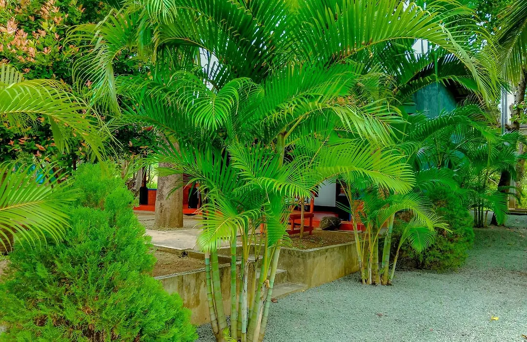 Pride Rock Villa & Tree House-1
