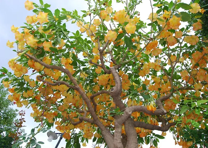 Romantisches Hotel: Villa Angela